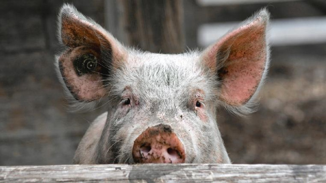 Die große Schweinerei