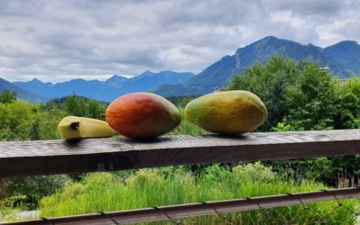 Vitamine auf Reisen – Die Ökobilanz von Transporten aus den Tropen