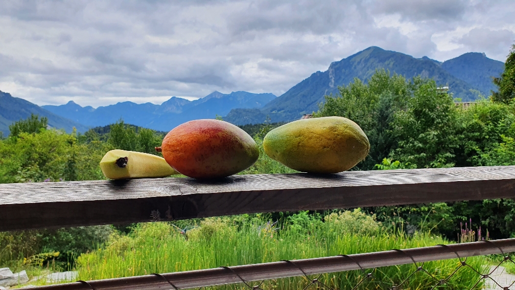 Vitamine auf Reisen – Die Ökobilanz von Transporten aus den Tropen