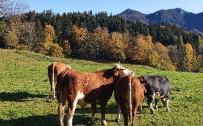 Tierwohl: Alles neu macht die Ampel?