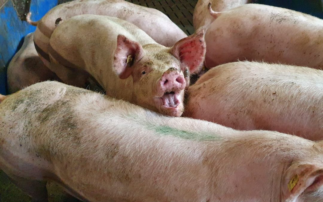 Warum das Tierwohlsiegel keine Lösung ist