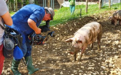 Heute Abend im SWR: Der Wirrwarr mit den Siegeln