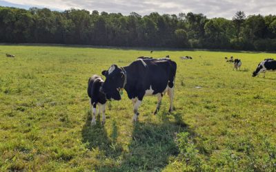 Die Milchflut – und was Fertiggerichte mit Tierwohl im Kuhstall zu tun haben