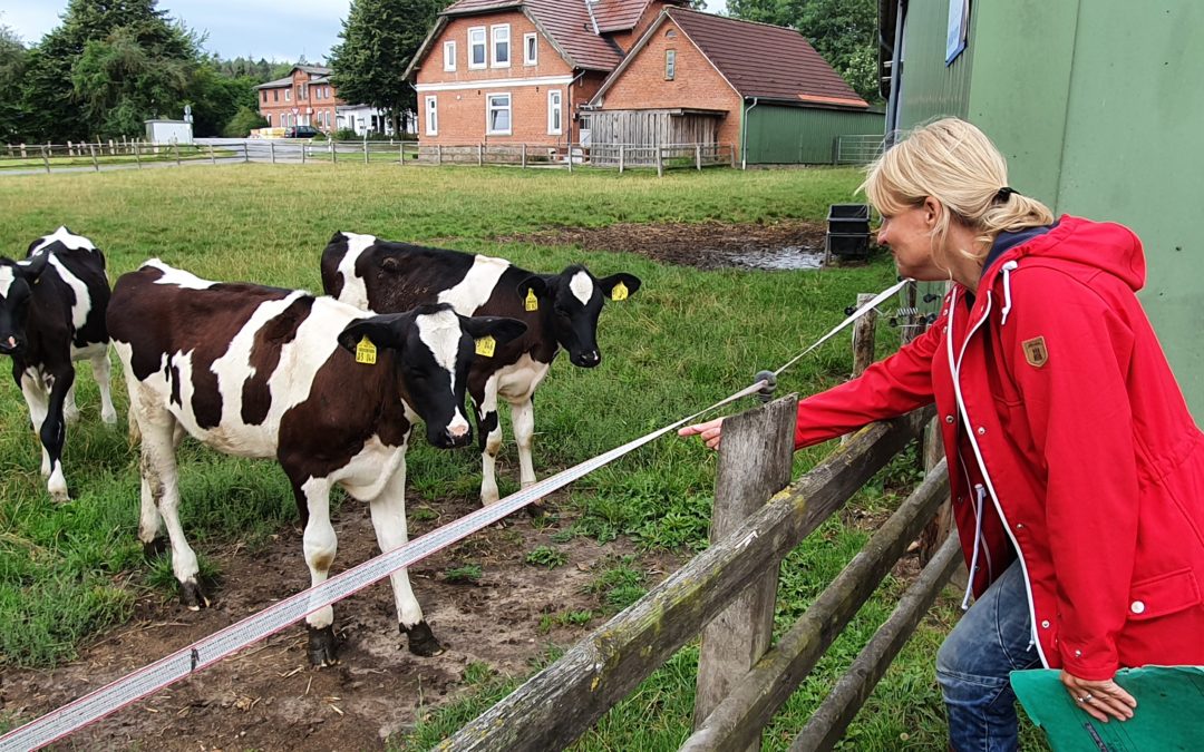 Kalbfleisch – Unser Lieblingsschnitzel und seine Schattenseiten