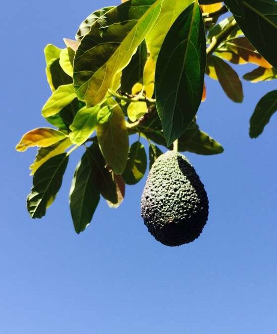 Avocado ohne schlechtes Gewissen