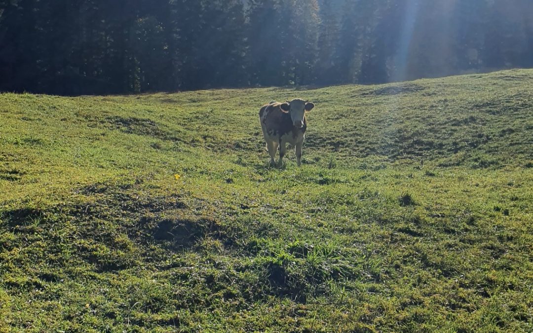 Die Milch-Masche
