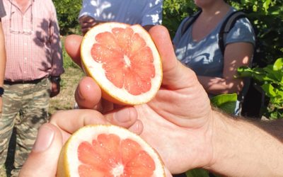 Fairtrade: Mit „echten“ Orangen gegen absurde Handelsnormen